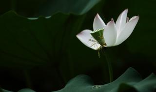 葳蕤菡萏是什么意思 葳蕤菡萏是什么意思