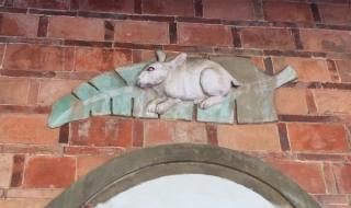 世界上最漂亮的兔子